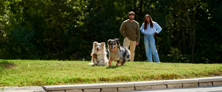 New Year's Resolutions with Your Dog  