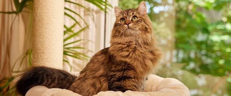 Tailored Nutrition: NUTRO™ Dry Cat Food for Hairball Control or Indoor Cats 