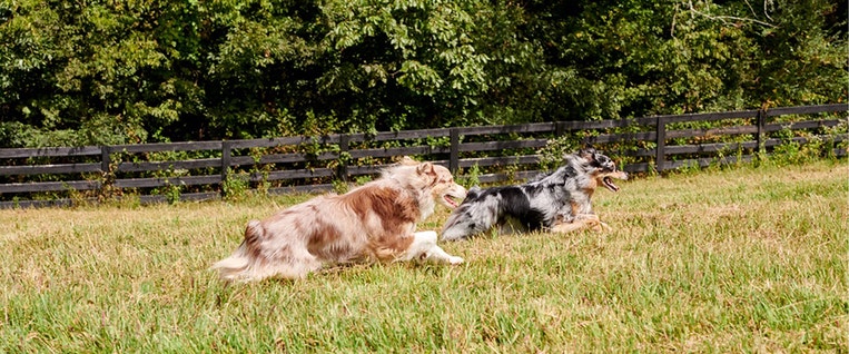 Quenching the Thirst: Wet Food and Hydration for Your Furry Friends