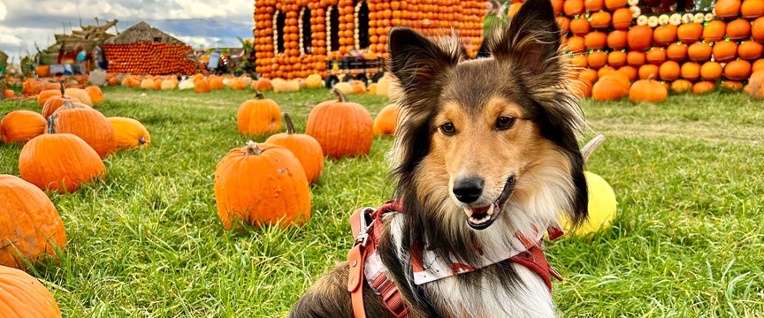 dog in field full of pumpkins