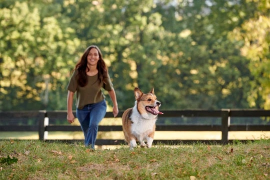 Corgi playing in the park