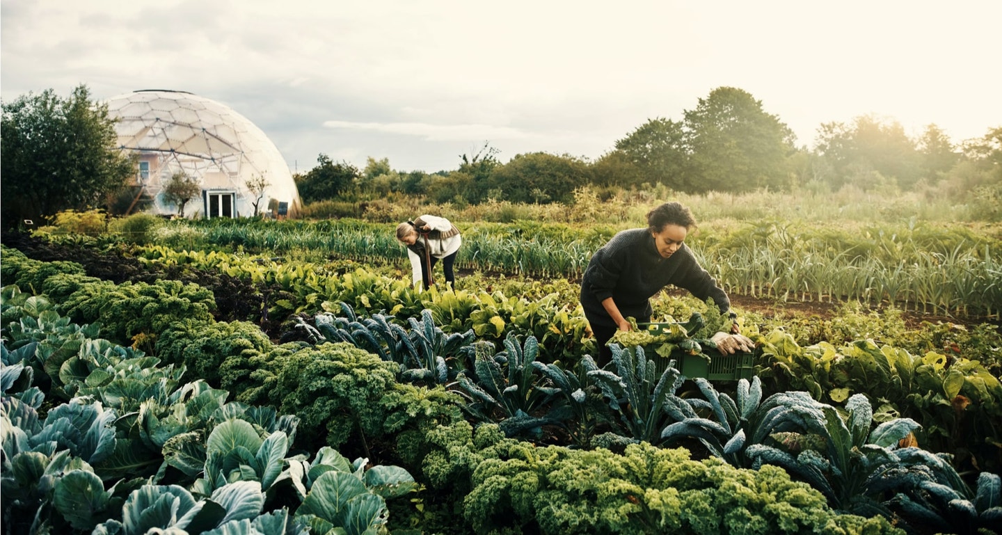 two people harvesting vegetables on a farm with text overlay high quality trusted since 1926