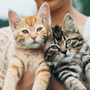 two Tabby cats cuddling together 