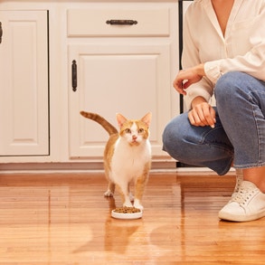 cat wholesome essentials