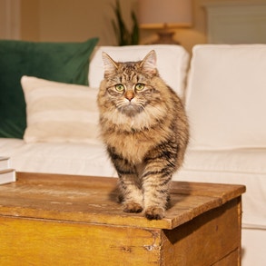 cat perfect portions