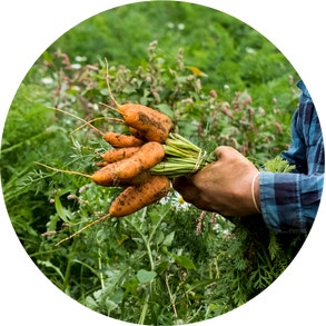 a farmer holding a bushel of carrots in a field