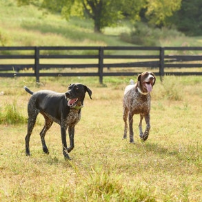 german shorthaired pointers trotting in field