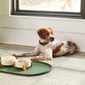 brittany laying in front of feeding bowl looking away
