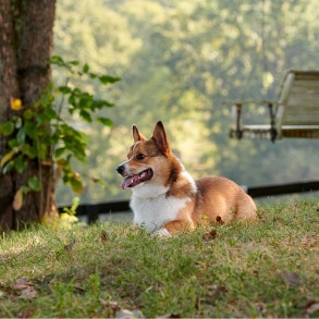 corgi laying in field looking off to left