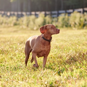 vizsla pointing in field 