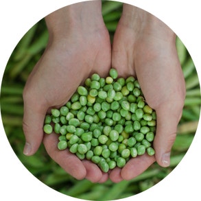 hands holding peas in a field