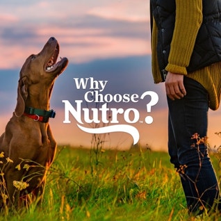 a vizsla happily looking up at its owner in a field at sunset with text overlay, why choose Nutro