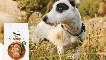 Nutro dog food coupons printable 2018 clearance