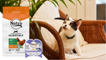 A black and white cat sitting on a chair next to a plant and an overlay with a bag of Nutro dry cat food and Nutro wet cat food  
