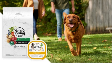 a labrador retriever happily running in the yard with its owners and an overlay with a bag of Nutro dry dog food and Nutro wet dog food 