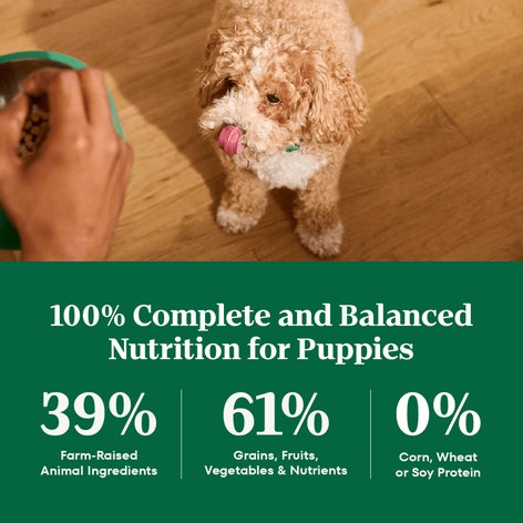 Dry Dog Puppy Lamb and Brown Rice image 1