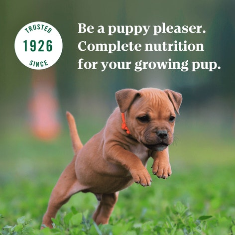 Puppy Tender Beef, Pea & Carrot Bites in Gravy Recipe image 1
