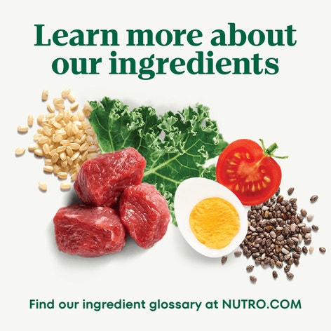 Natural Choice Adult Healthy Weight Dog Food, Chicken & Brown Rice Recipe image 1