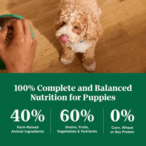 Natural Choice Large Breed Puppy Food Dry, Lamb & Brown Rice image 1