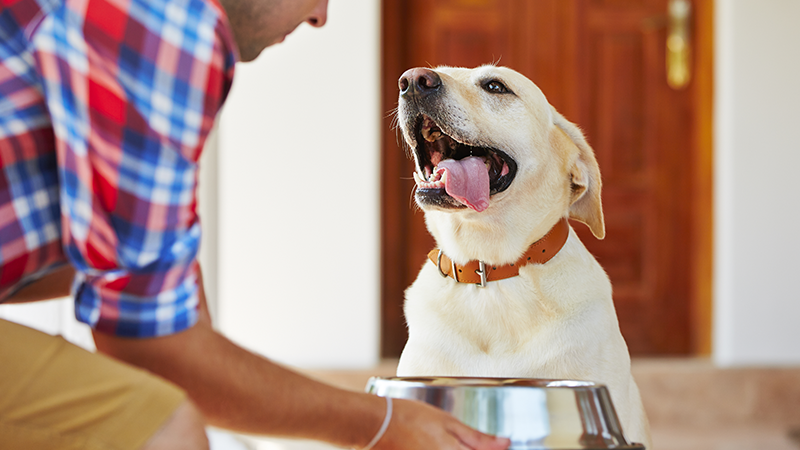 large dog being served dog food