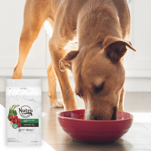 dog eating Nutro Natural Choice dry dog food out of a red bowl
