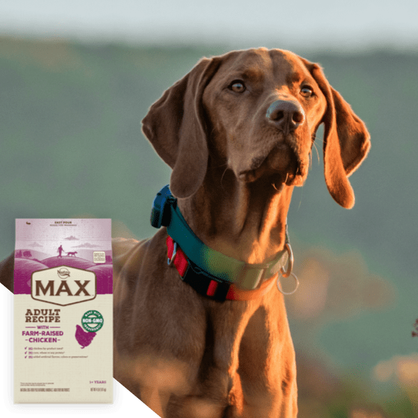 Vizsla sitting at the beach with an overlay of a bag of Nutro Max dry dog food 