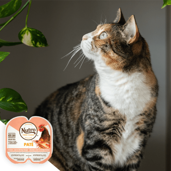 a Tabby cat looking out the window with an overlay of a tray of Nutro Perfect Portions wet cat food 