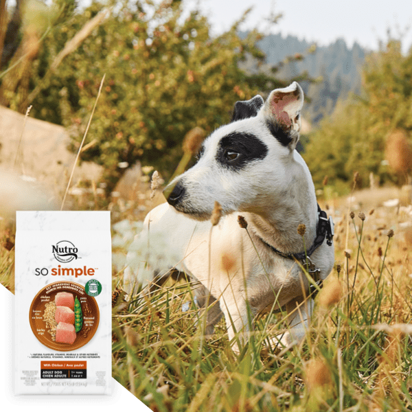 Jack Russell Terrier playing in a field with an overlay of a bag of Nutro So Simple dry dog food
