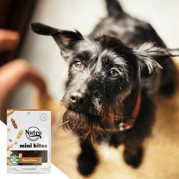 Terrier sitting in its home with an overlay of a bag of Nutro dog treats 