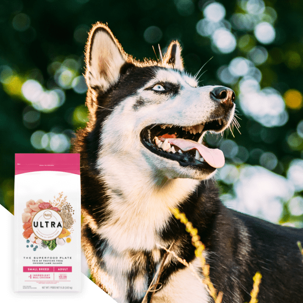 Husky happily sitting outside with an overlay of a bag of Nutro Ultra dry dog food 