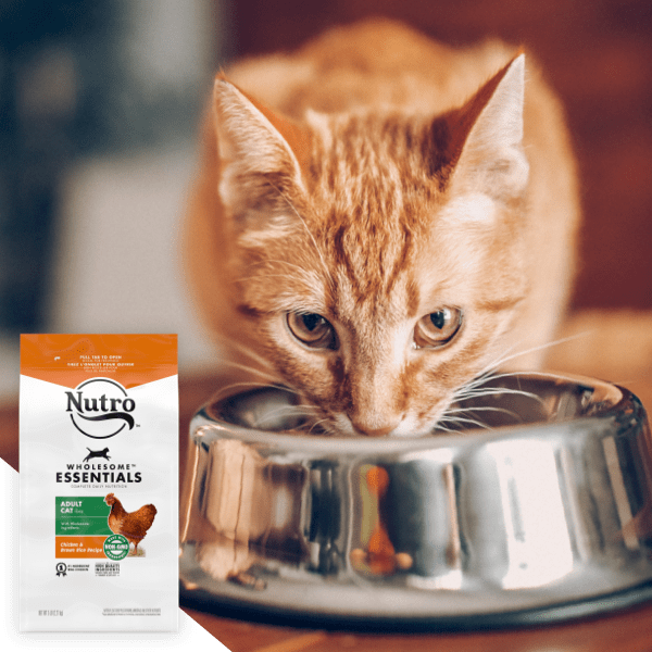 an orange Tabby cat eating out of a silver bowl with an overlay of Nutro Whoelsome Essentials dry cat food 