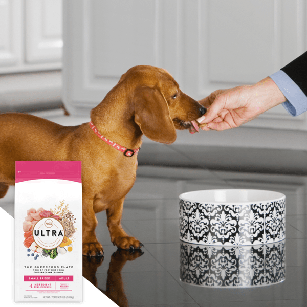 Dog Food Cat Food Pet Treats NUTRO™