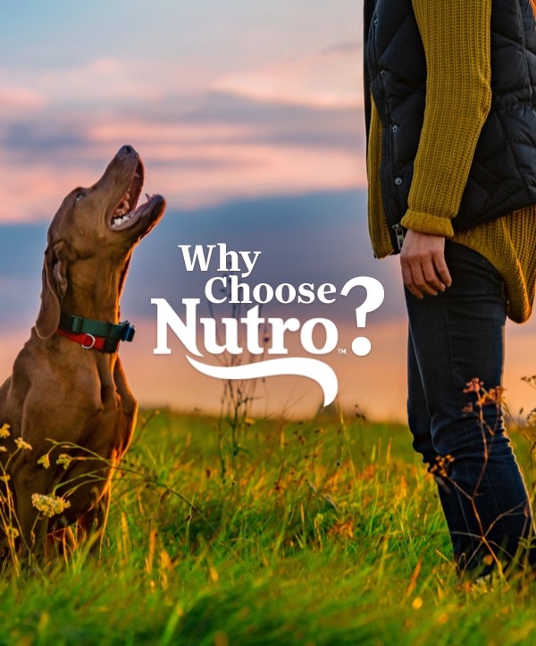 Nutro pet outlet
