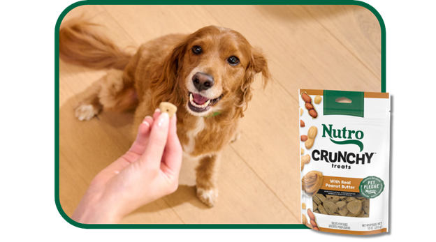 dog being given a nutro crunchy treat
